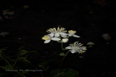 Thalictrum dalzellii